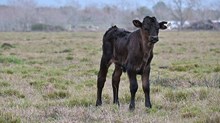 RD Lucky Lady Heifer Calf