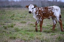 California Sky Bull Calf