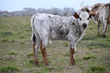 Pacific Dilanna Bull Calf