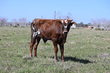 CR Just Essential Bull Calf