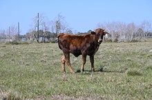 Rios Sofia Heifer Calf