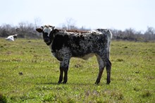 Rubies and Cash Bull Calf