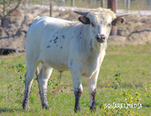 Marshals Blue Sapphire Bull Calf