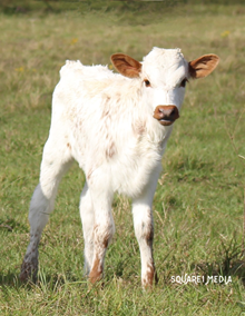 Mercedez Heifer Calf