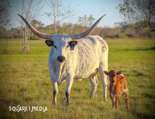 Shelly's Lookalike Heifer